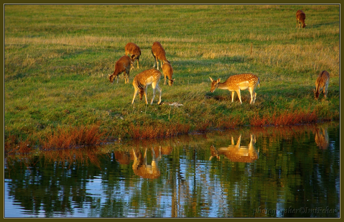 deer near water