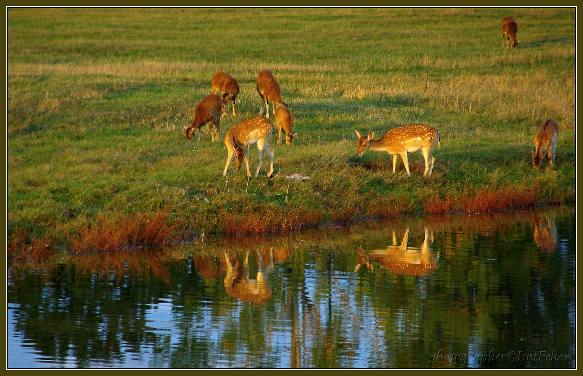 deer near water